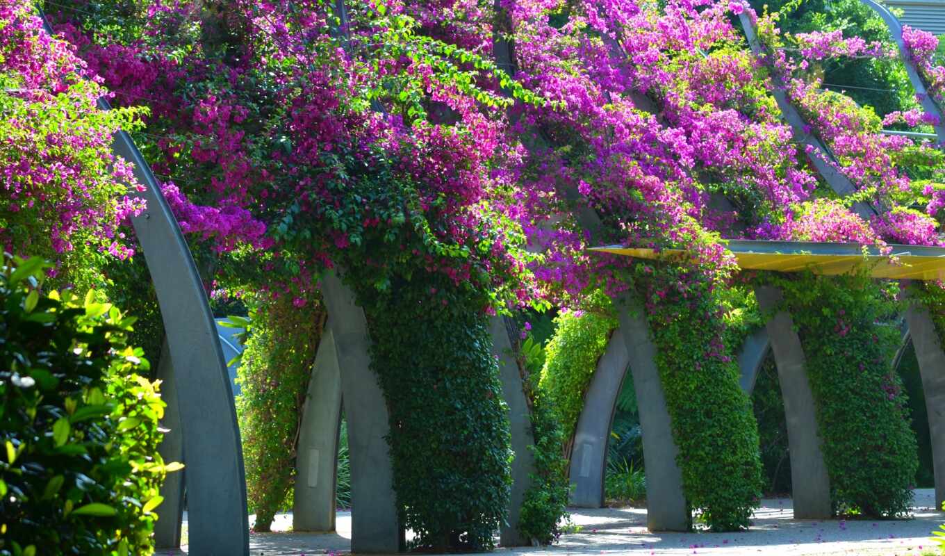 цветы, purple, grand, brisbane, лоза, беседка, bougainvillea