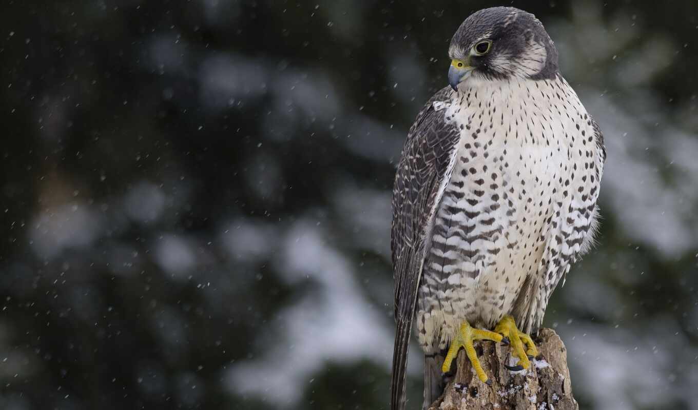 снег, winter, птица, animal, falcon