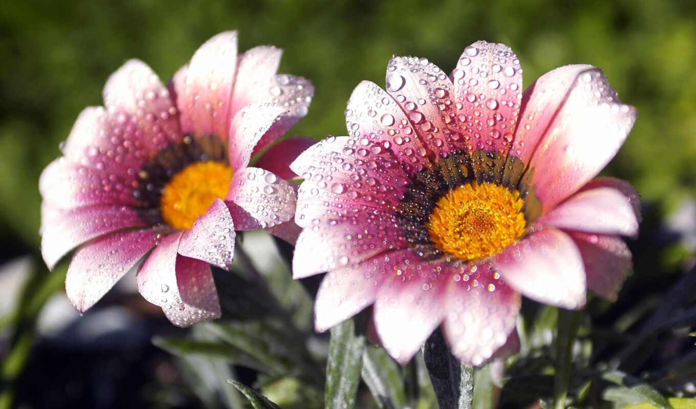 flowers, macro, pink, dew, droplets