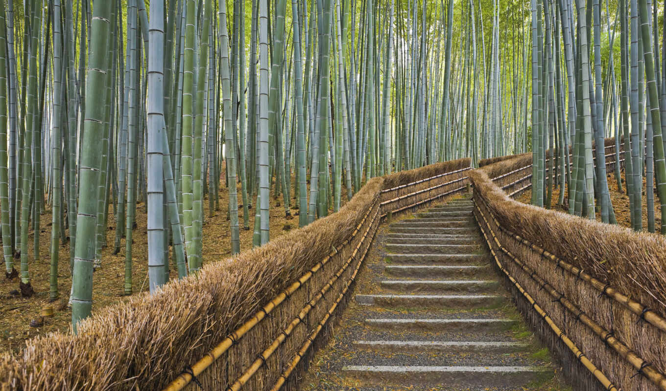 природа, коллекция, лес, japanese, бамбук, step, роща, located, kyoto, saganny i
