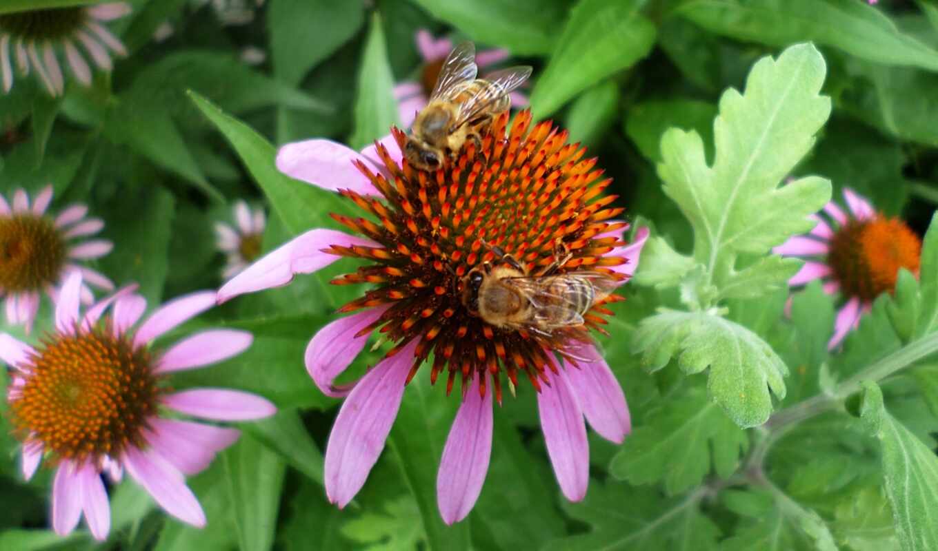 цветы, пчелка, мед
