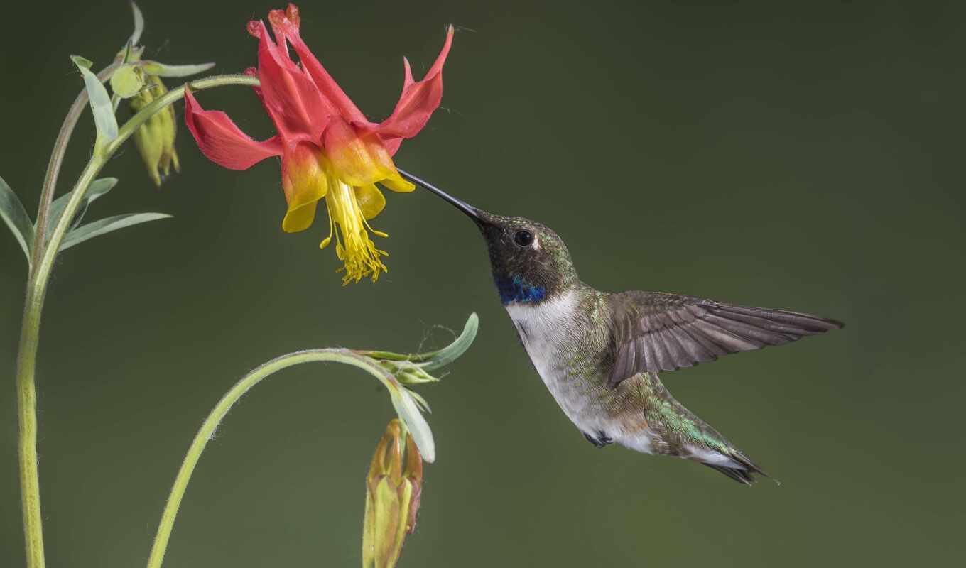flowers, picture, to find, bird, thous, hummingbirds