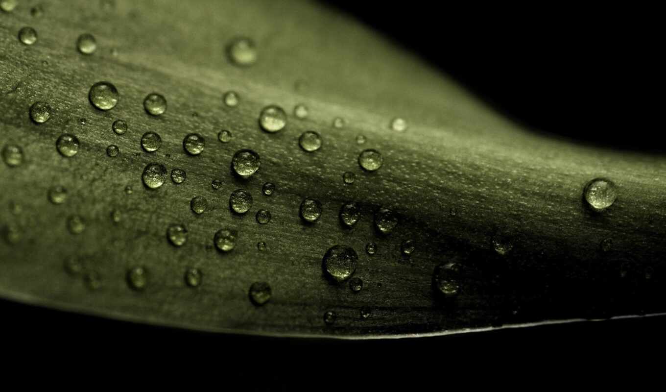 drop, роса, leaf