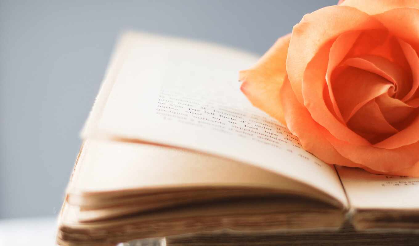 цветы, роза, книга, стиль, yellow, страницы, книжка