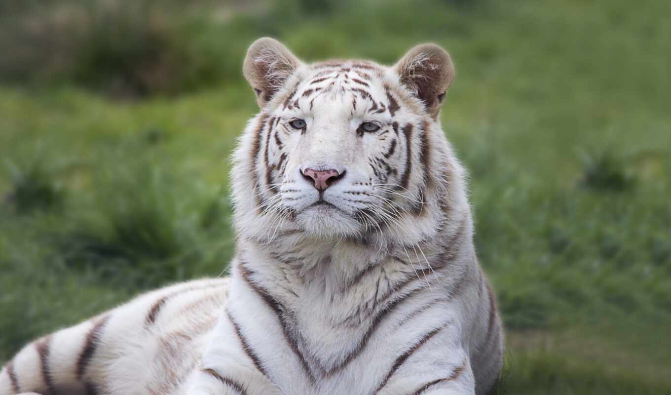 white, хищник, тигр, ложь, animau, esp ce, разделение