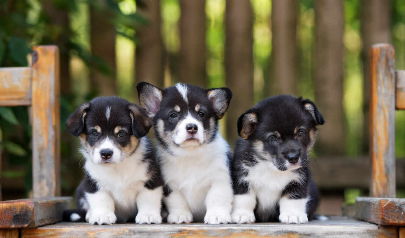 cute, dog, little, puppy, animal, small, border, collie, corgi