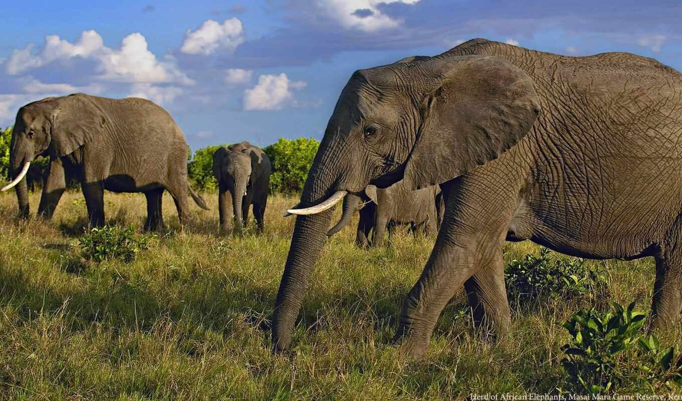 mobile, game, планшетный, слон, animal, african, сафари, explore, mara, elefante, sibuya