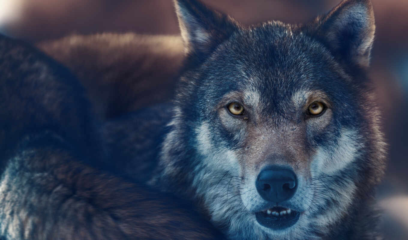 photo, eye, eyes, predator, animal, wolf, picture, lobo, adobe, loup