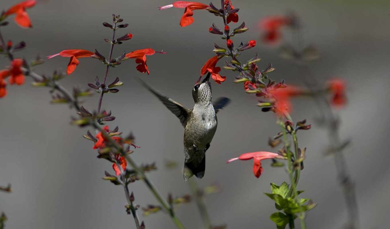 flowers, bird, animal, hummingbirds