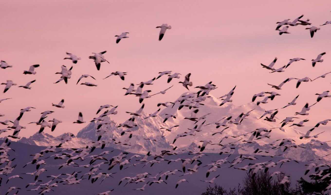 snow, mountain, bird, animal, goose, migration