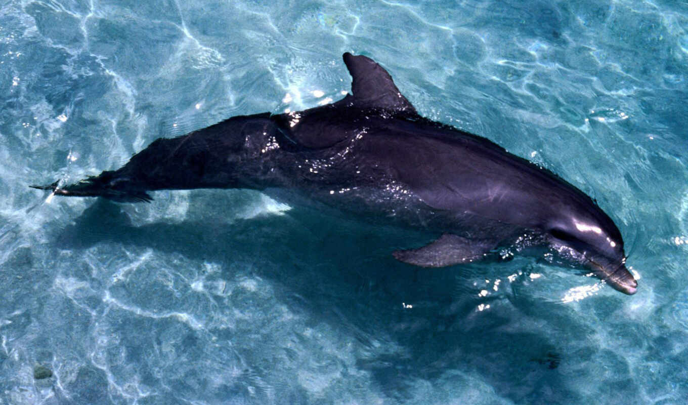 дельфины, дельфин