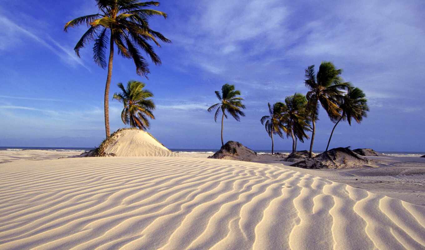 nature, high, beach, sea, sand, desert, palm, trees, knowledge