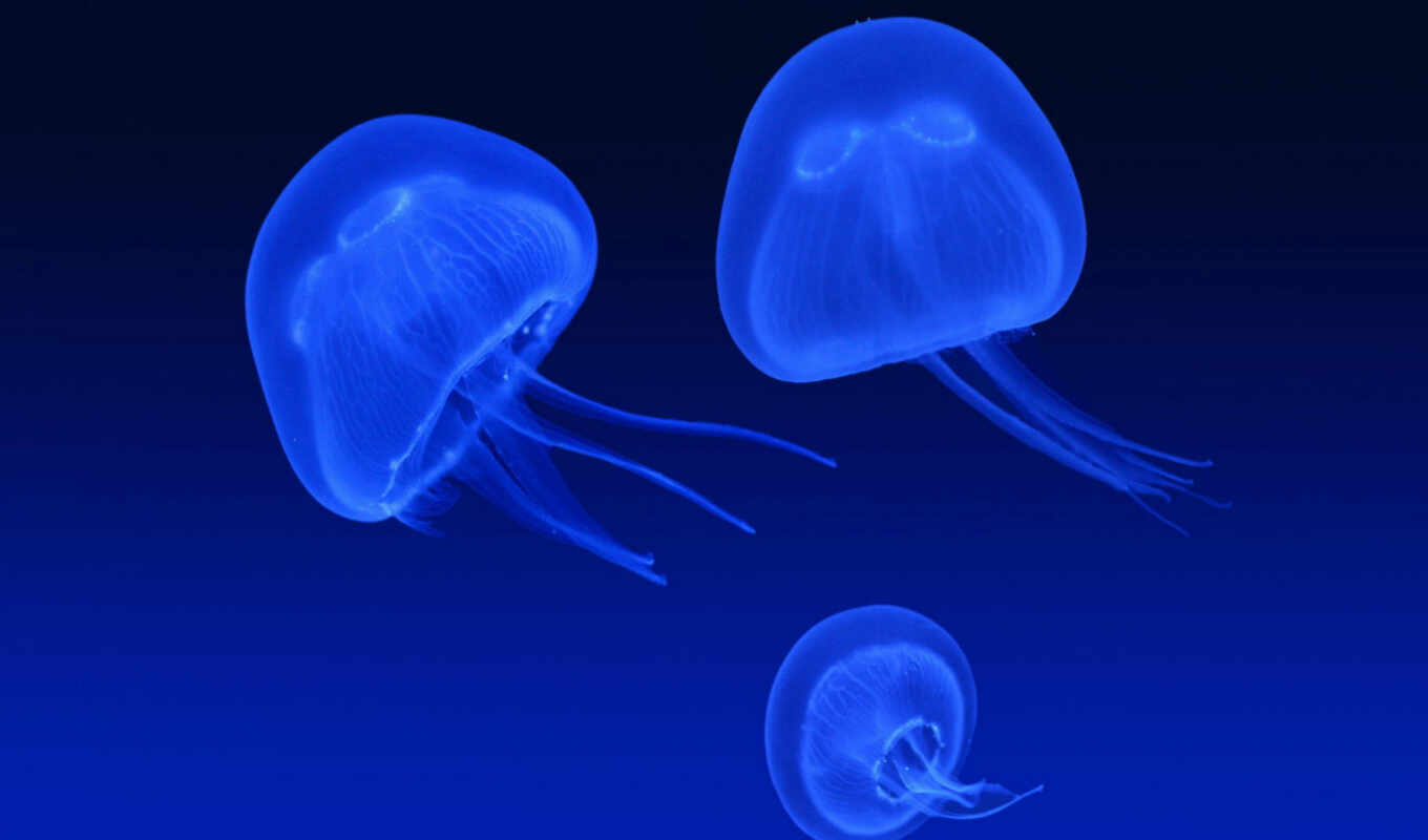 graphics, abstraction, muzzle, blue, jellyfish, jellyfish, semi-transparent