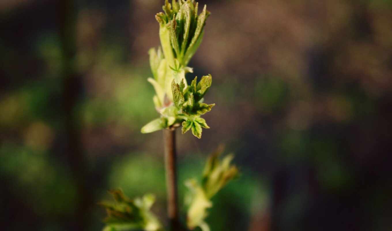 plant, gentian