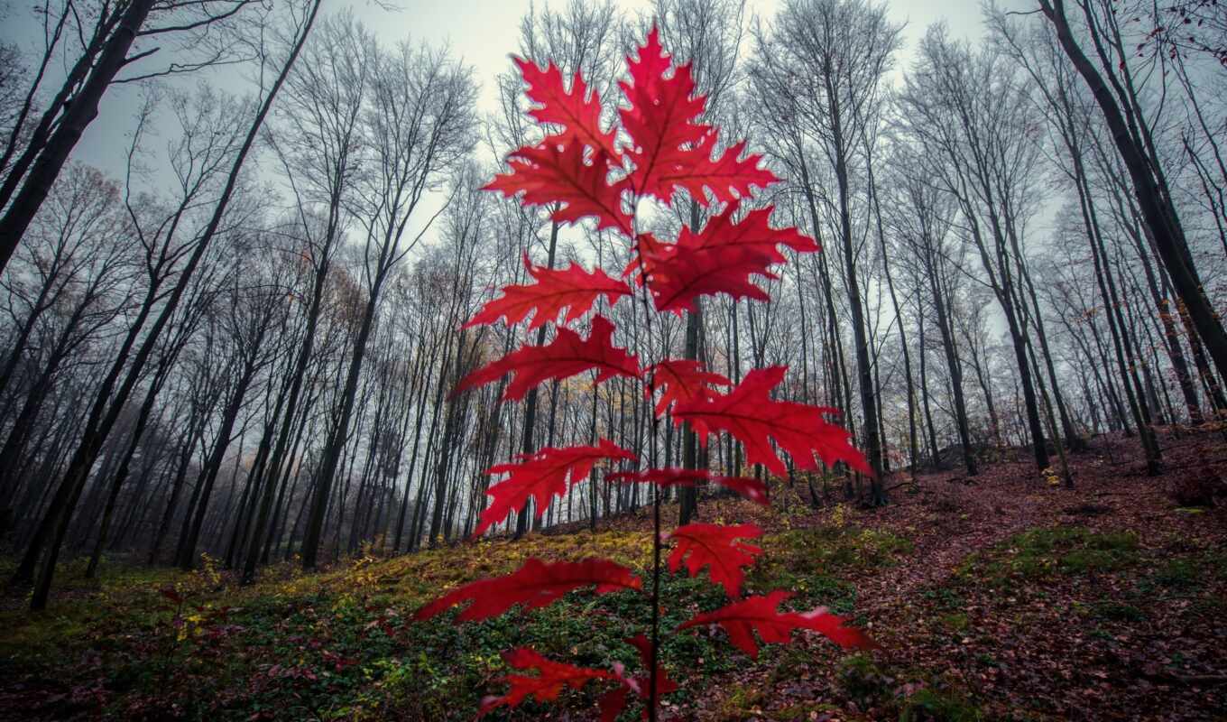 природа, дерево, czerwone, liście