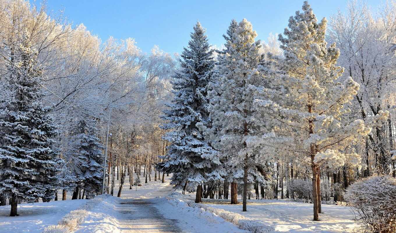 природа, дерево, снег, winter, лес