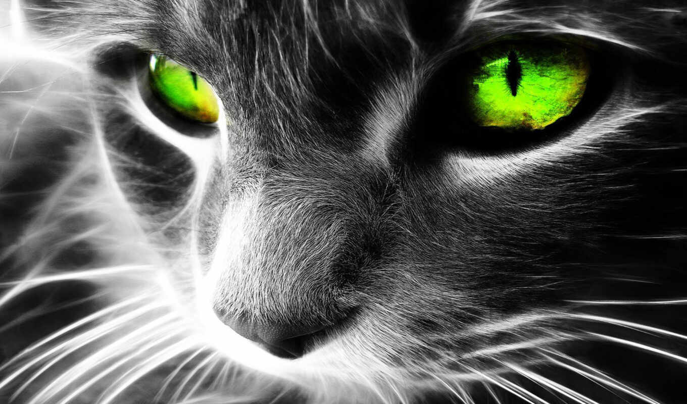 eye, green, cat, animal, fractalia