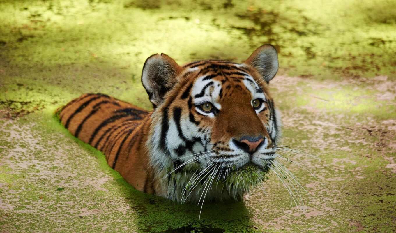 nature, photo, vector, cat, zoo, predator, tiger, animal, adobe, safari