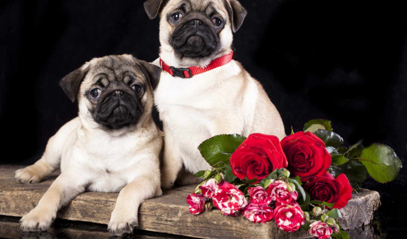 flowers, picture, roses, dogs, two, zhivotnye, mops, mops