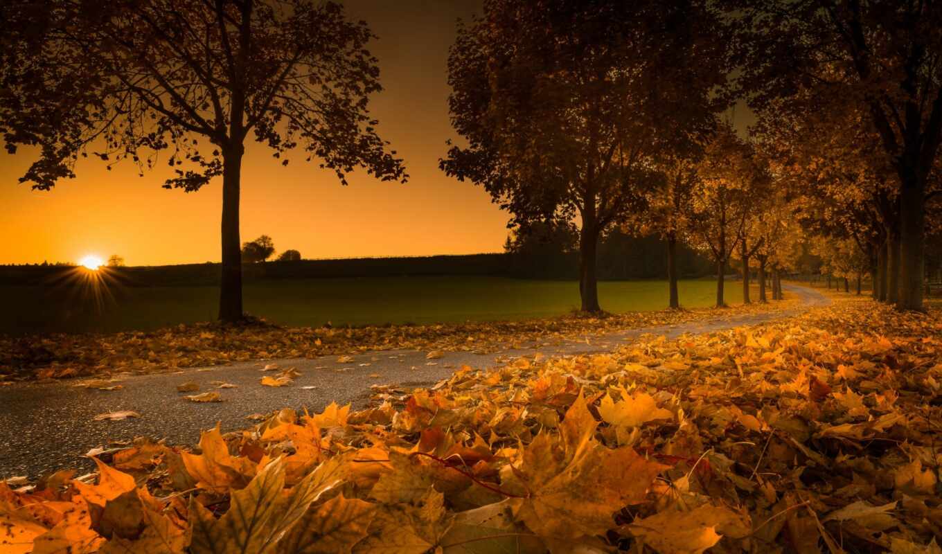 природа, desktop, закат, дорога, осень, листва, trees, yellow