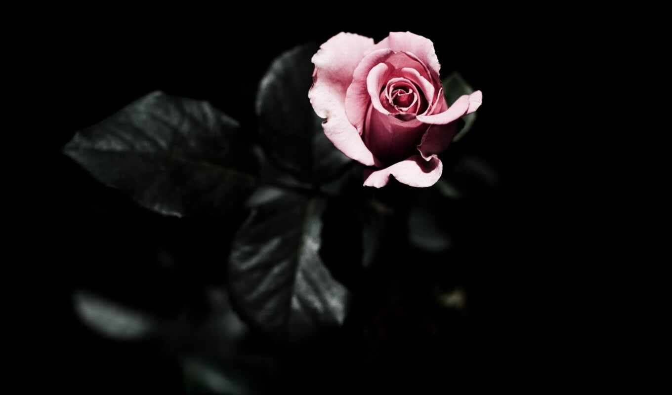 цветы, роза, фон, розовый, dark, чёрн