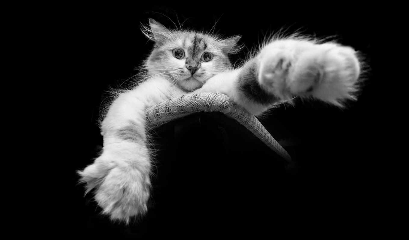 black, white, new, cat, avatar, title, the alps, paw