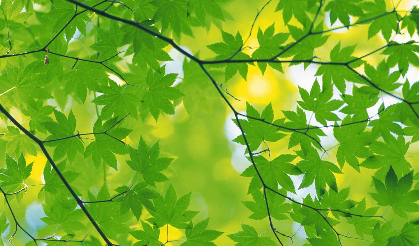 природа, лист, фон, картинка, дерево, камень, листва, презентация, verde, color, zelena