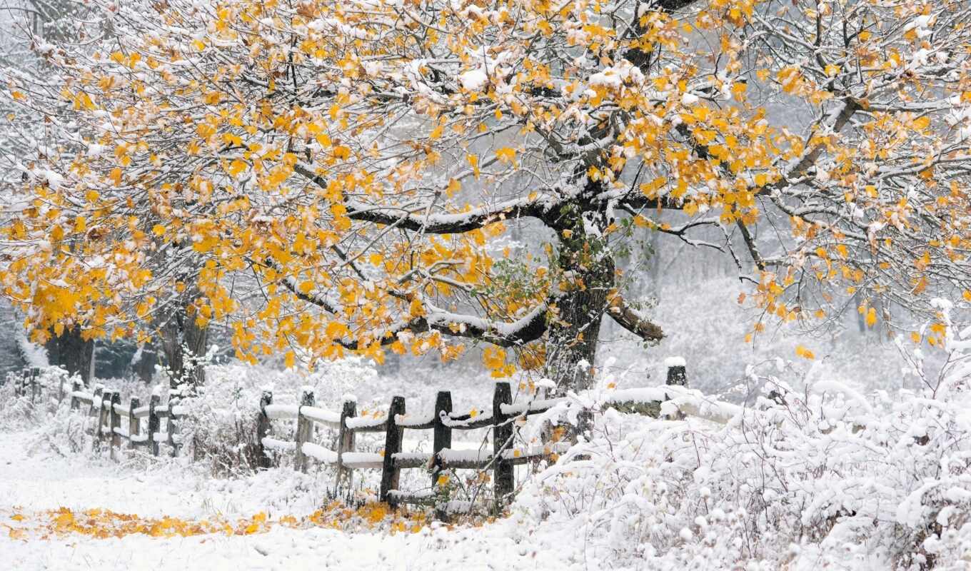 природа, лист, дерево, снег, winter, осень, листва, утро, yellow, забор