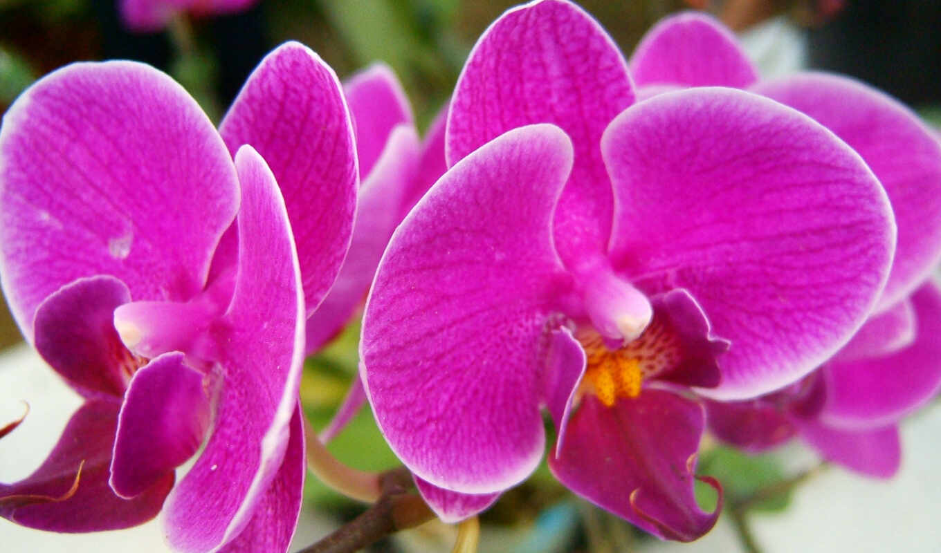 flowers, purple, orchid