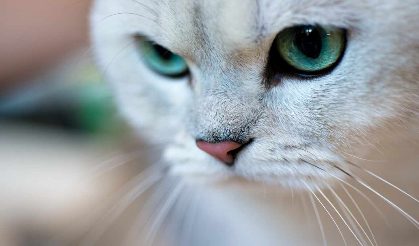 глаз, зелёный, кот, portrait, british, animal, короткошерстный