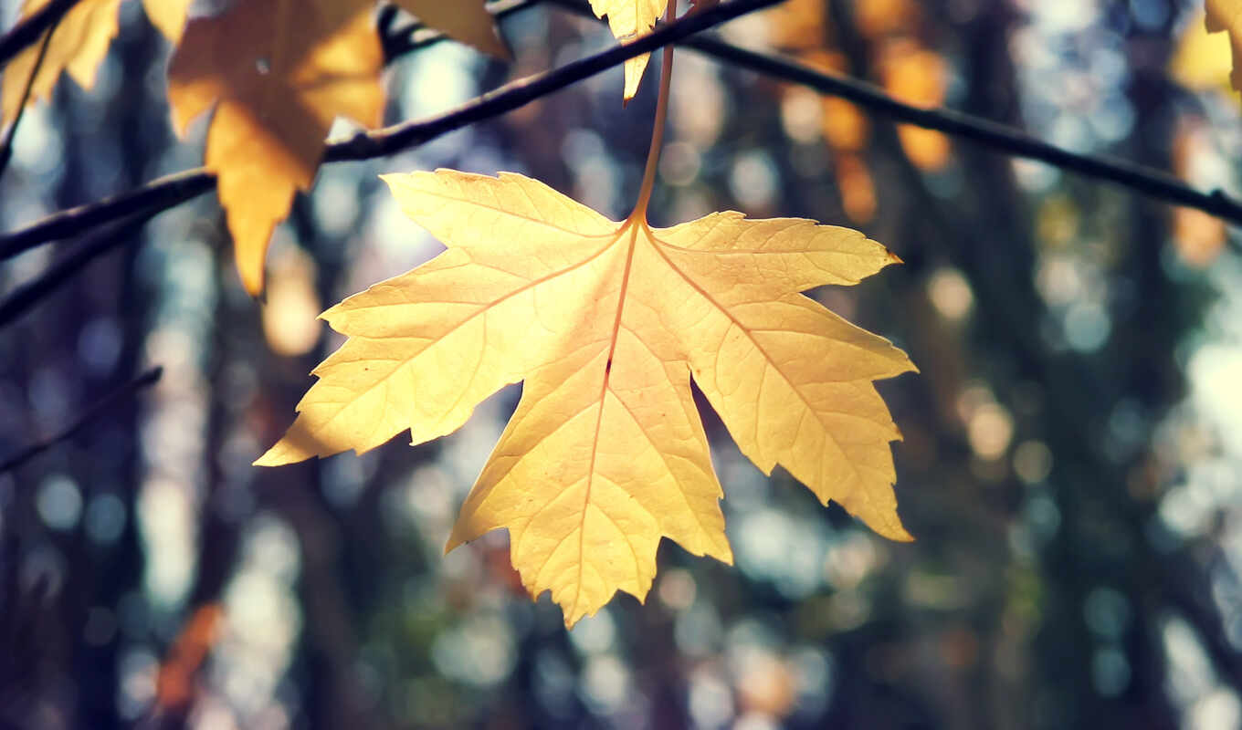 природа, лист, картинка, макро, осень, maple, осенние, листья