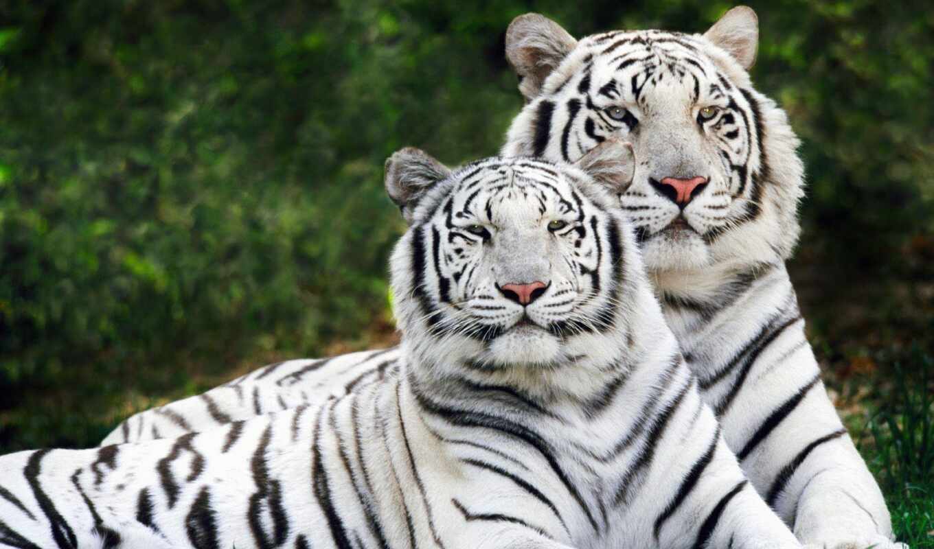 black, view, white, amur, tiger, wild, animal, tigris, fact, feline, ussuri
