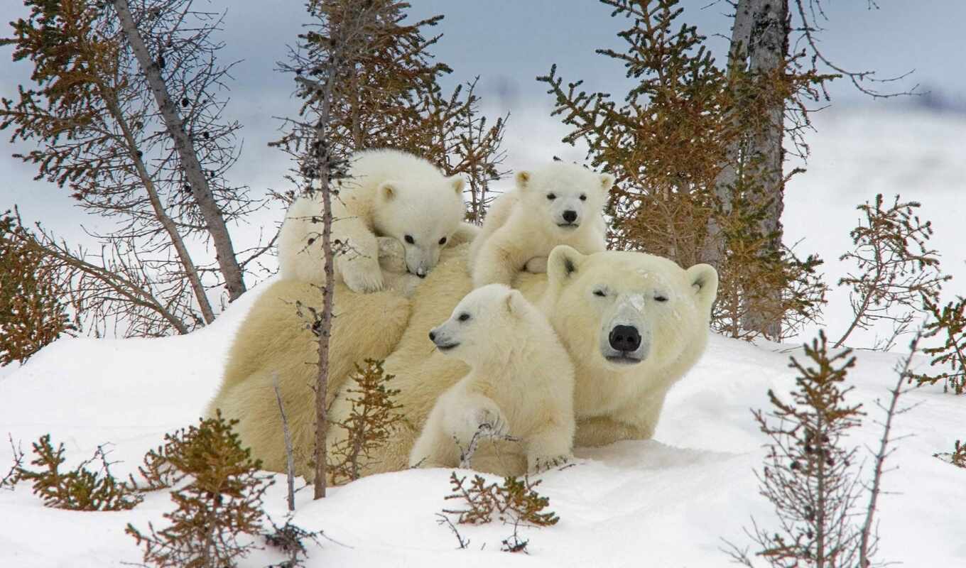 white, снег, хищник, медведь, animal, ursa, medvezhonok