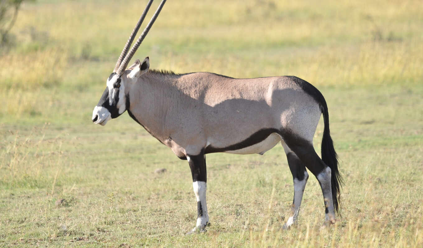 public, antelope, oryx, pixabay, dammah, gemsbok