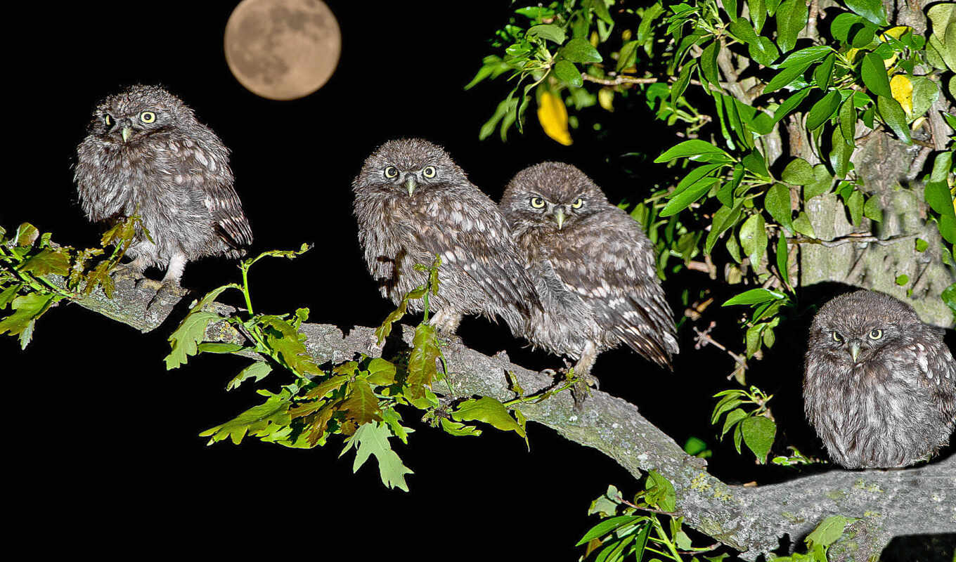 tree, night, owl, bird, because