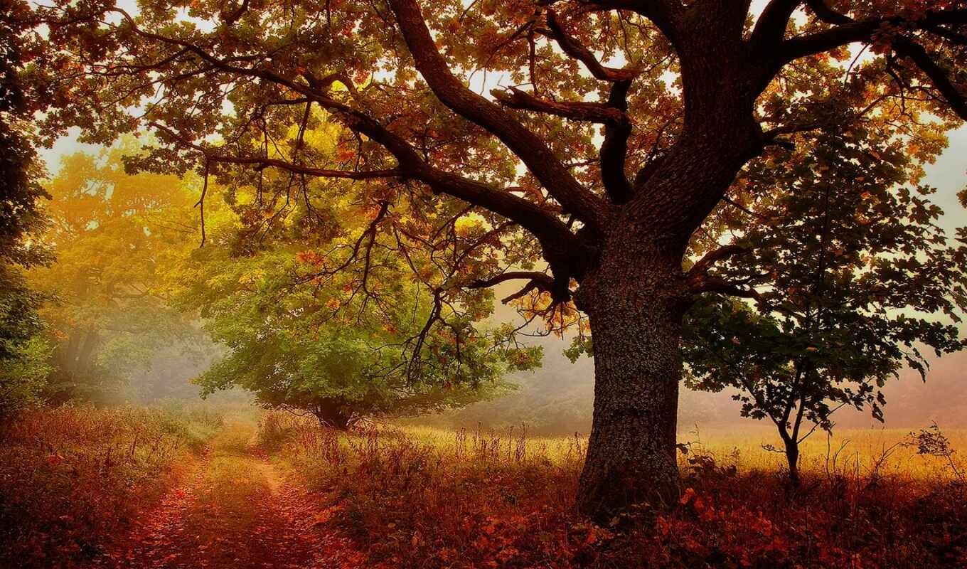 autumn, tree