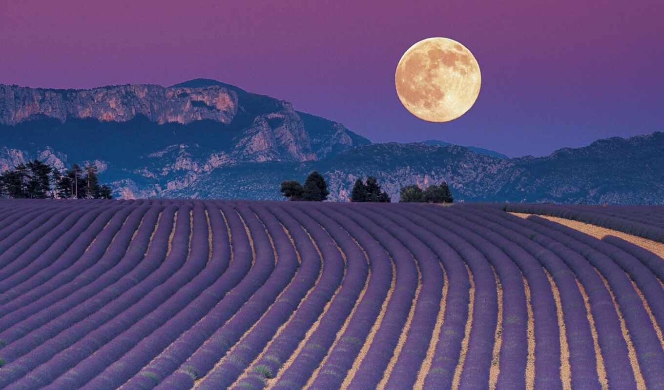 music, moon, field, lavender