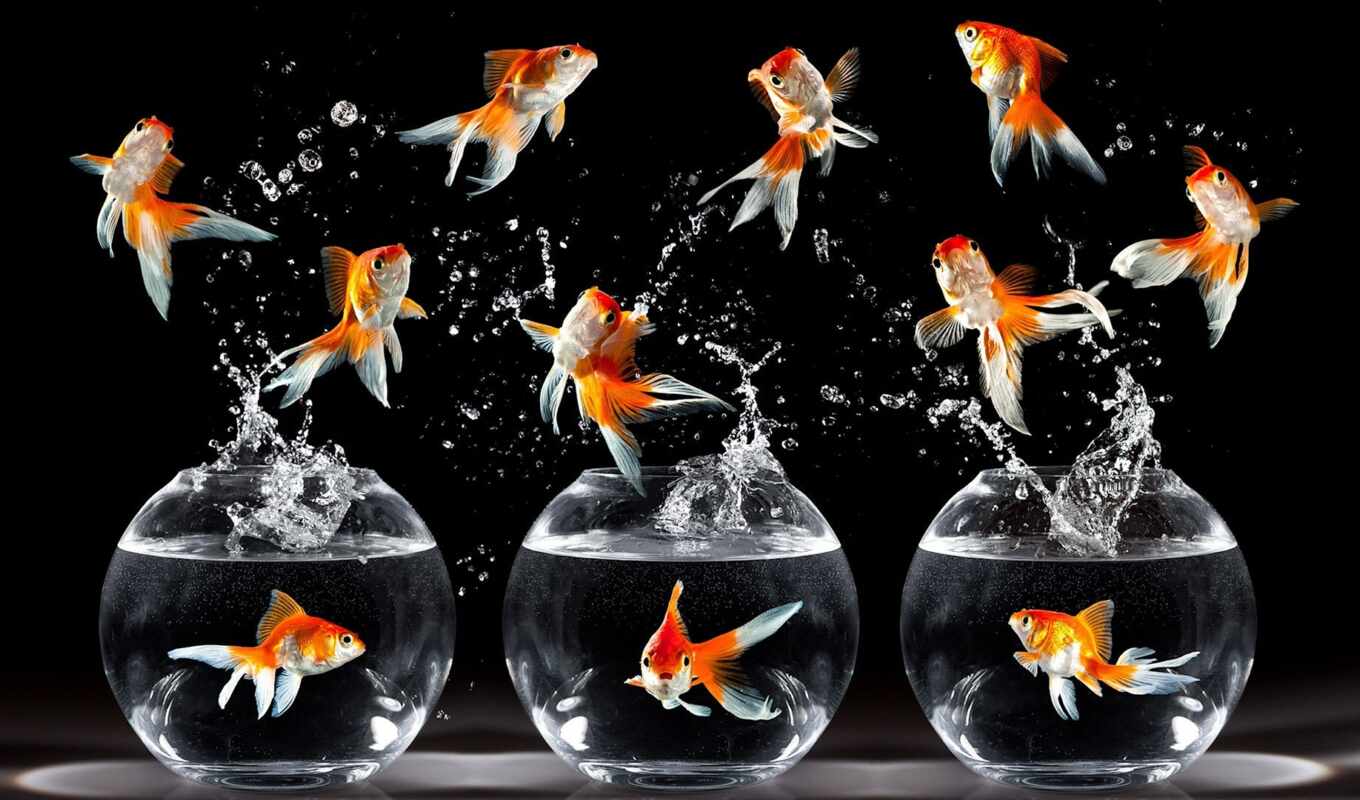 fish, gold, happy, goldfish