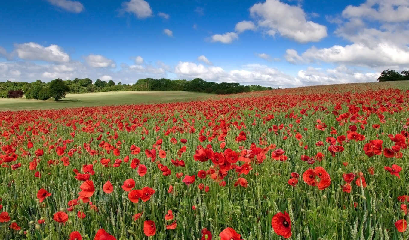 nature, sky, flowers, Red, field, landscape, cloud, poppies