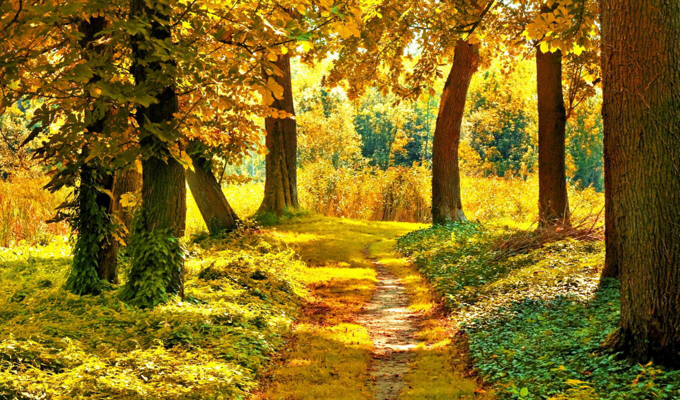 природа, пейзажи -, лес, landscape, осень, листва, день, осенние, trees, осеннего
