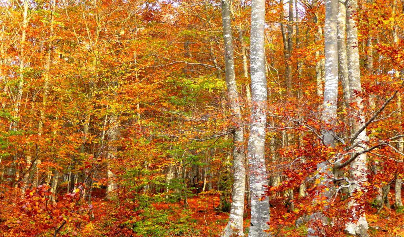 картинка, лес, осень, береза, точно, окраски, леса, терем