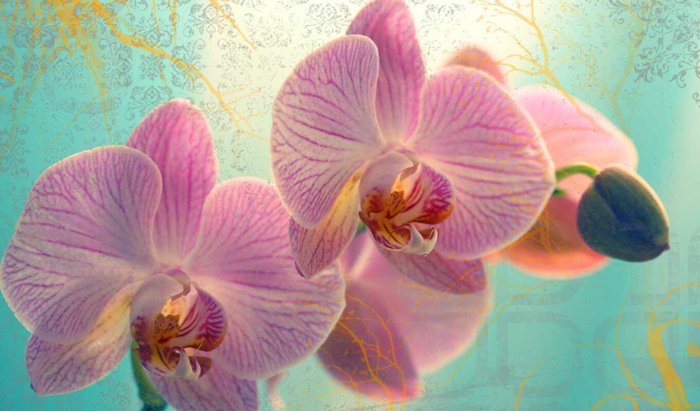 fone, flowers, pink, different, orchids, petals