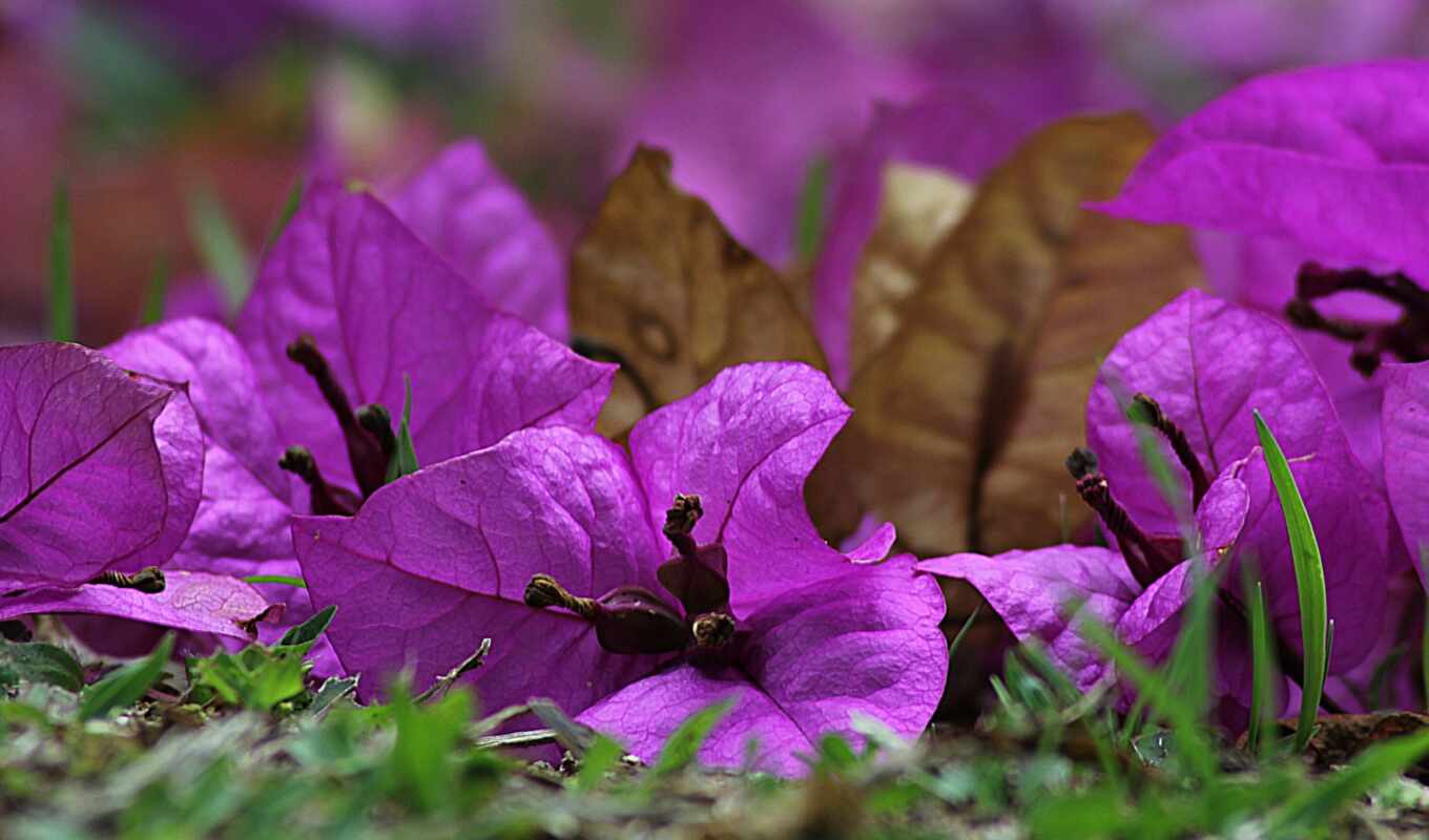 purple, violeta, flor, flores, free, compra, image, pixabay, plant