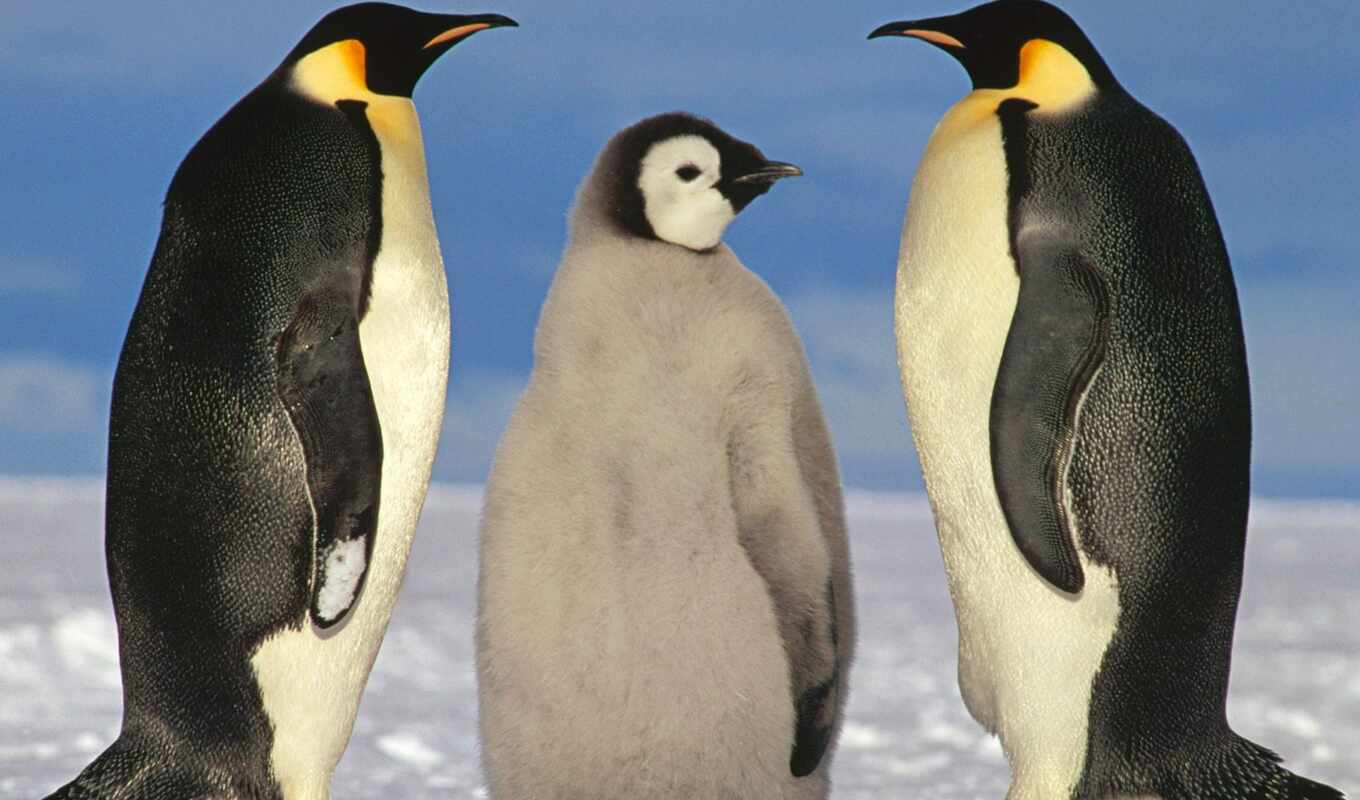 фото, пингвины, тепло, пингвин, пингвинов, пингвина, imperial