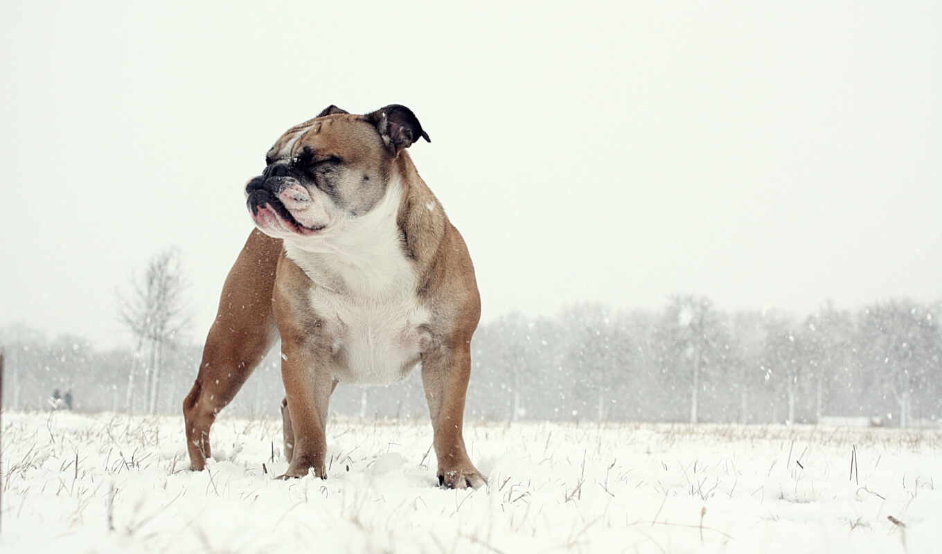 images, les, pinterest, fonds, sur, bulldog, anglais, neige