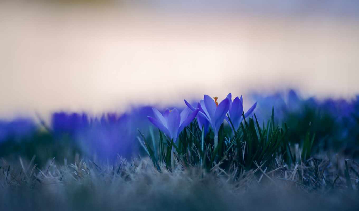 fone, beauty, spring, crocuses, for, colors, spring, huawei, blurry