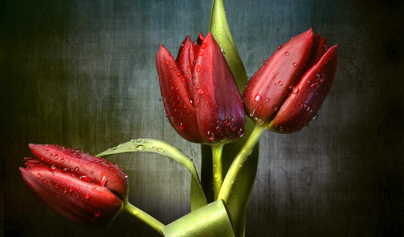 цветы, drop, red, зелёный, тюльпан, lovely, трио, leaf, бутон, flore, tulipane