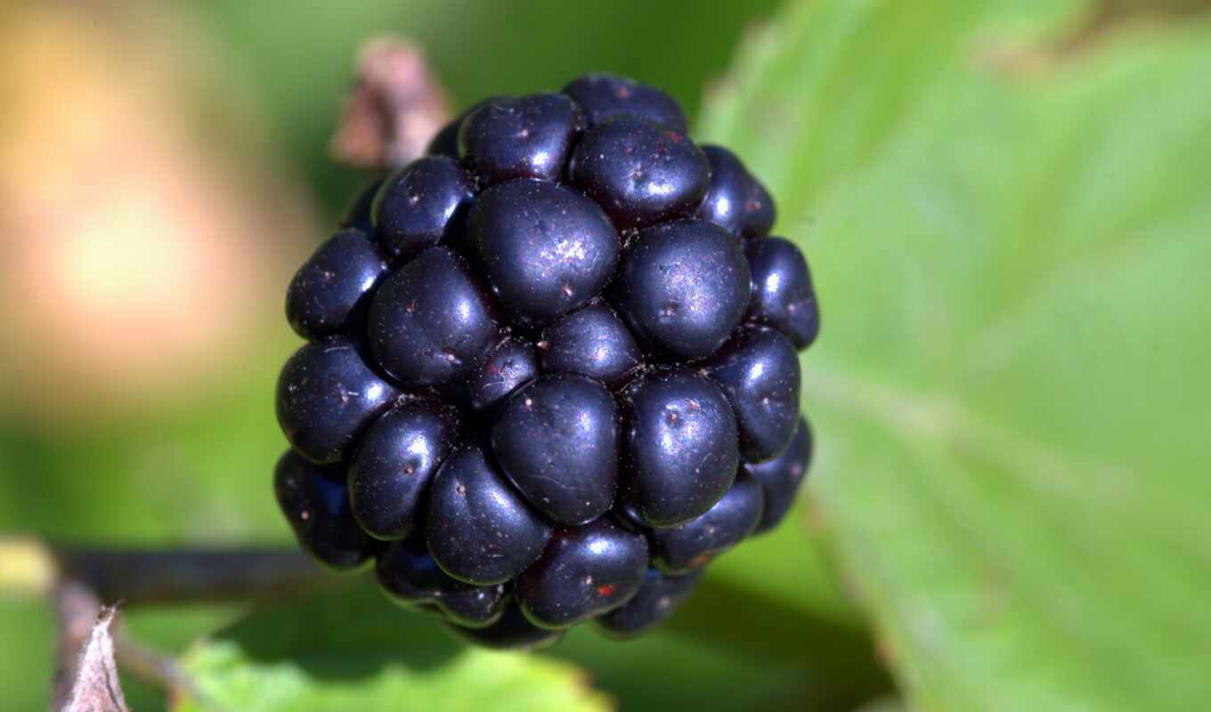 blackberry, berry