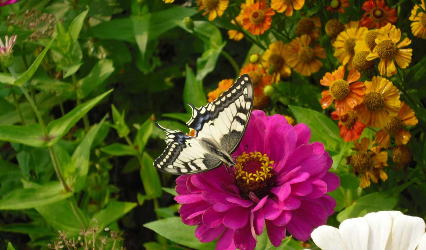 цветы, summer, бабочка