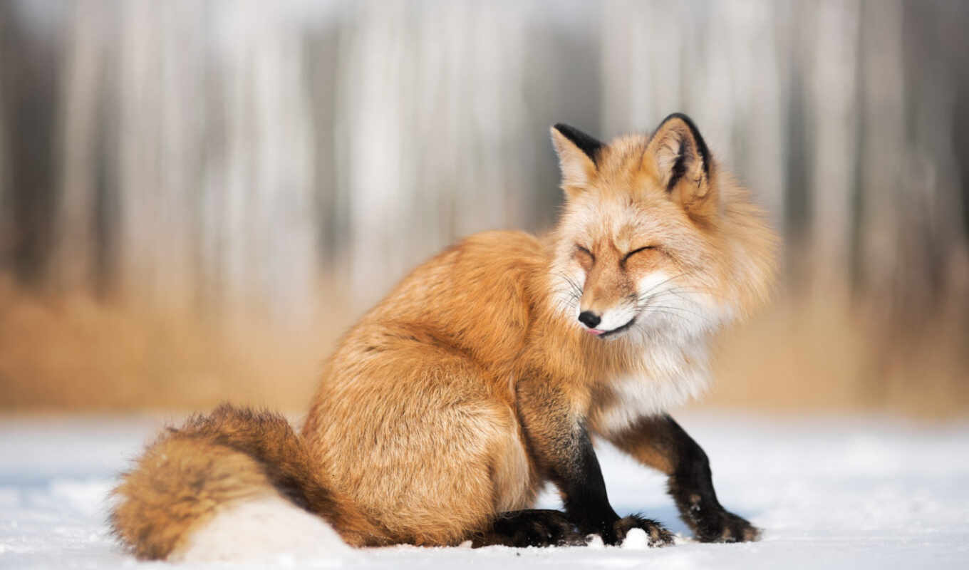 red, snow, winter, fox, animal, picture, iza, vulpe